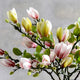 Artificial Magnolia Branches 68cm, Set of Four