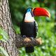 Toucan Garden Ornament